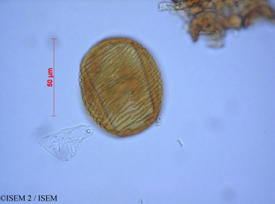 ISEM 2/Carya_amara_2286/Carya_amara_2286_0001(copy)_thumb.jpg